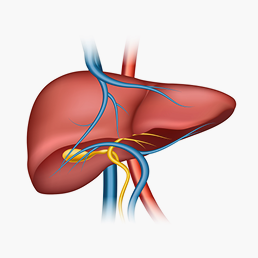 Split Cadaveric Liver Transplants