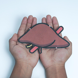 Reduced Size Liver Transplants