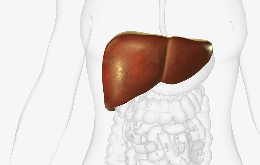Monosegment Liver Transplant
