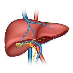 Cadaver liver transplants