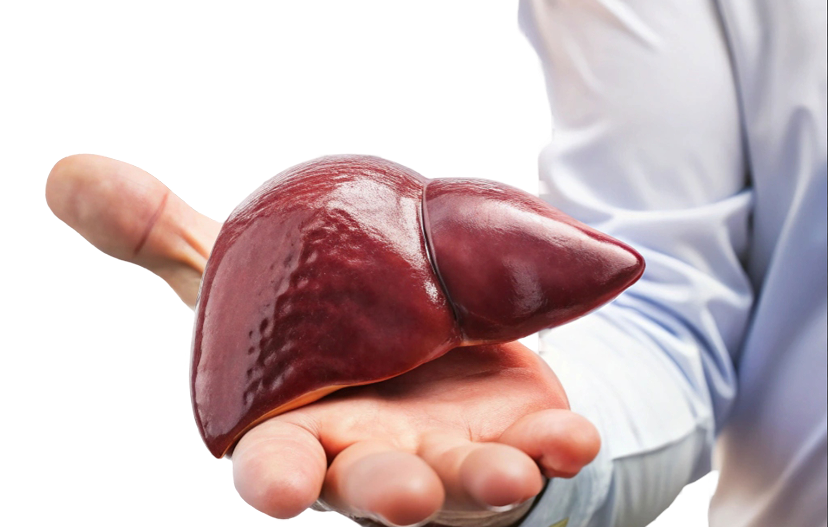 Cadaver liver transplants