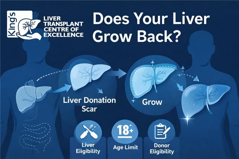 does your liver grow back