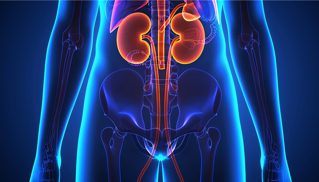 Kidney Function Test Price Dubai