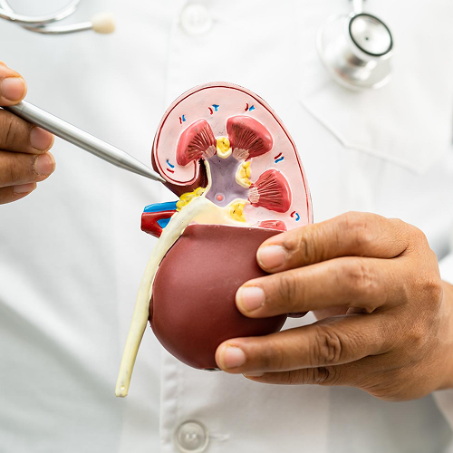 Renal Biopsy In Dubai